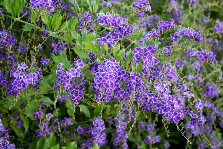 Arbusto duranta repens com flores roxas e frutos dourados usados como cerca viva