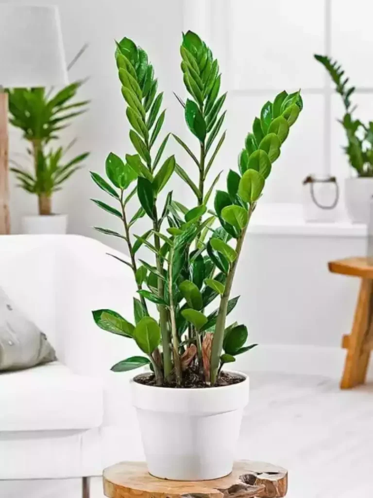 Planta Zamioculca é ideal para ambientes escuros e exige poucos cuidados. (Foto: Pinterest)