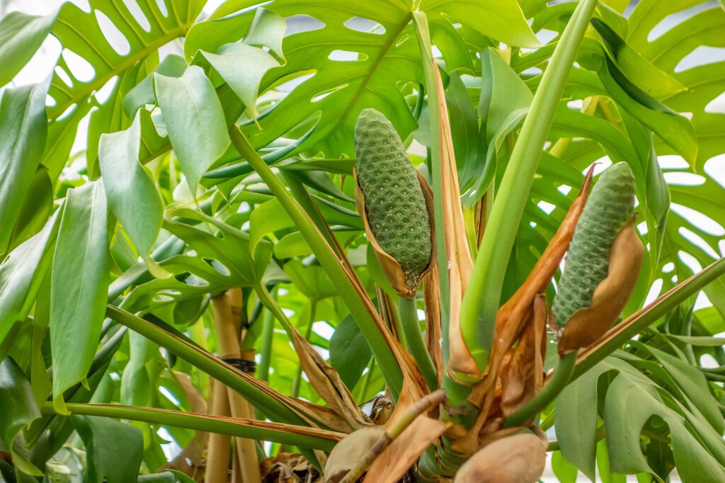 Frutos da Costela de Adão