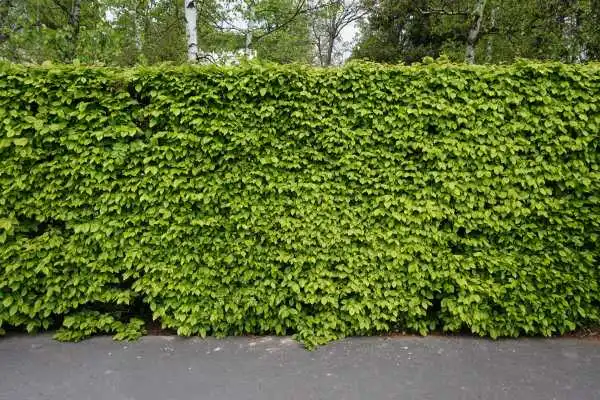 ficus benjamina cerca viva