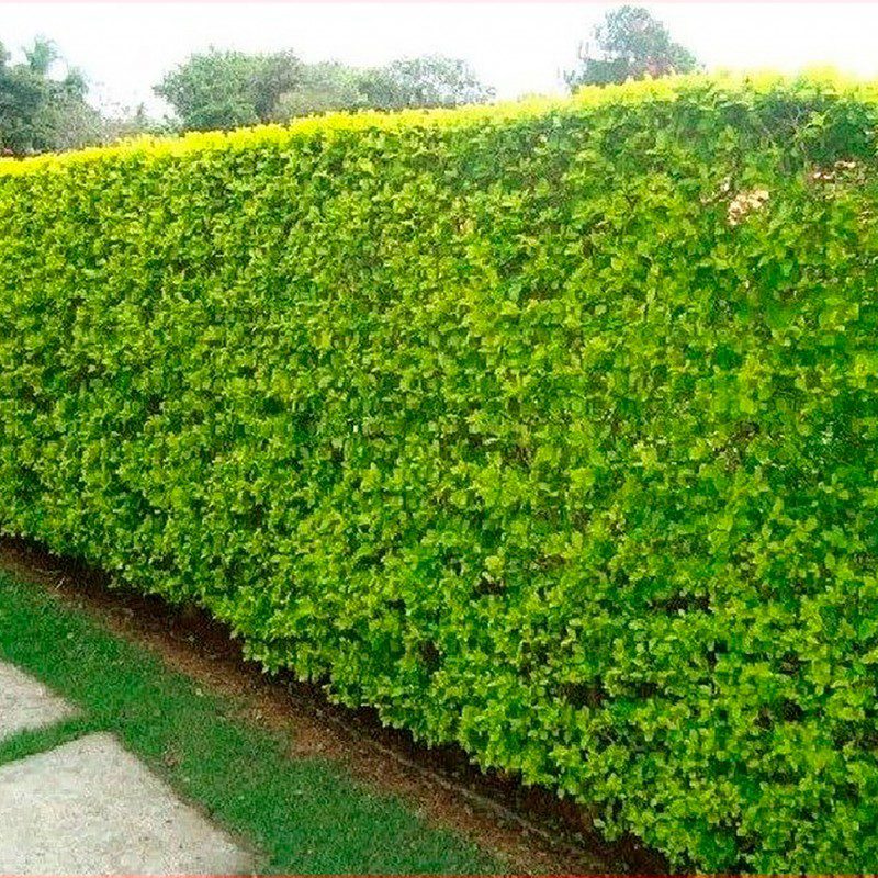 sansão do campo cerca viva