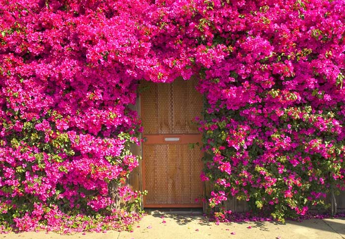 cerca viva com flores