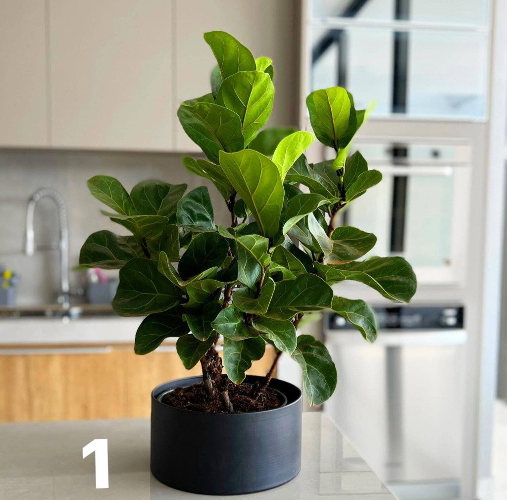 ficus lyrata