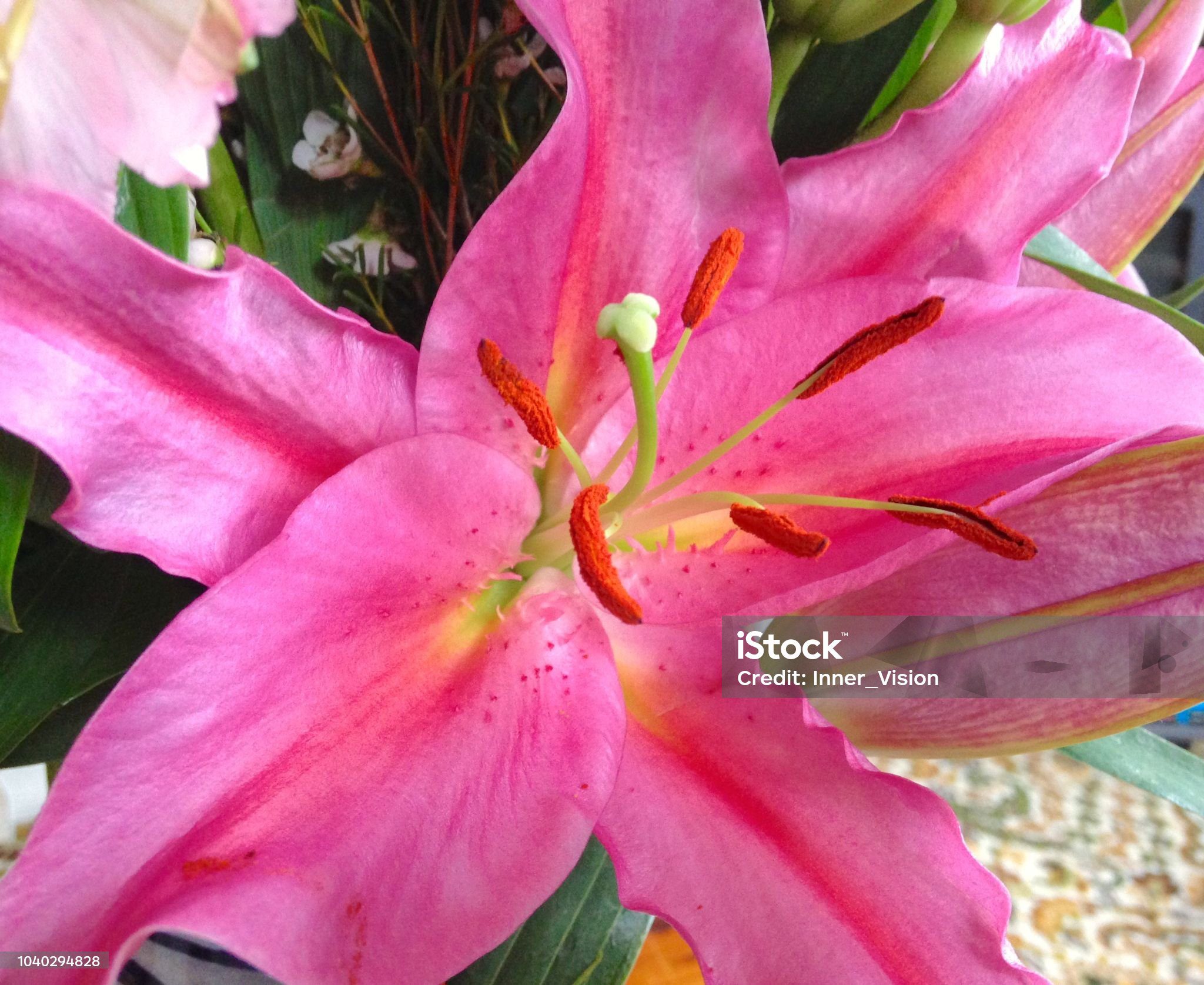 Pink Lily Flower Close Up