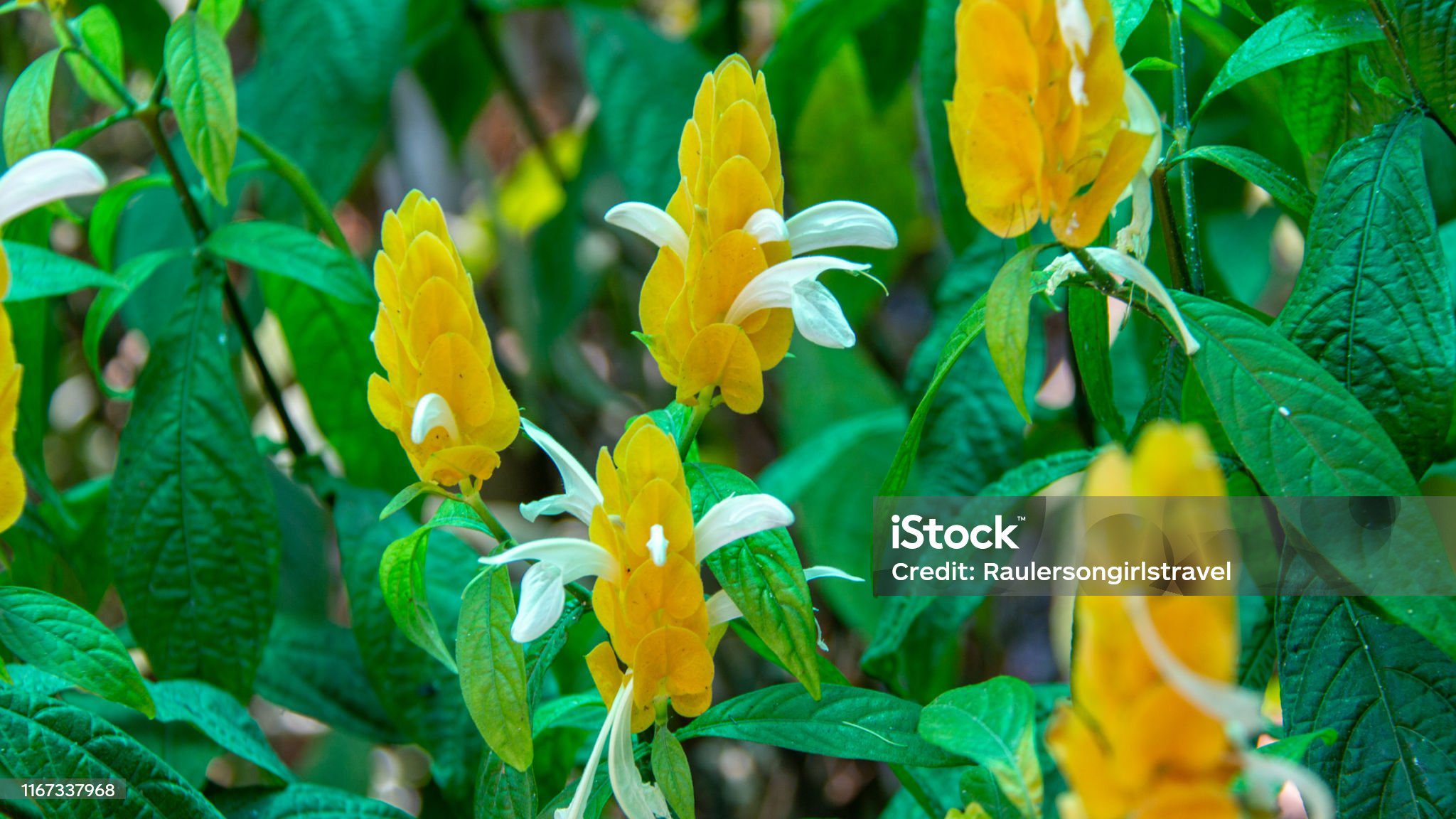 A planta camarão amarelo dá um toque vibrante e exótico ao jardim, com flores que lembram pequenos camarões dourados.