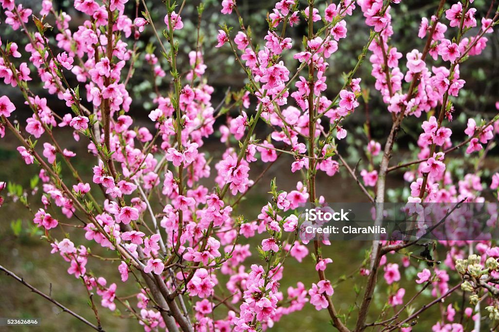 Árvore de nectarina em plena floração na primavera