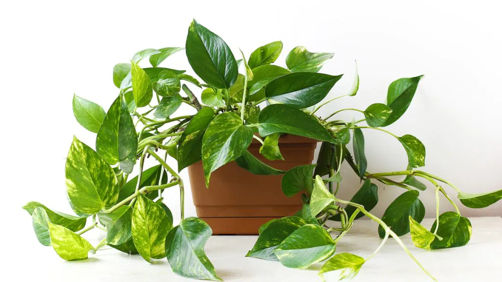 jiboia planta