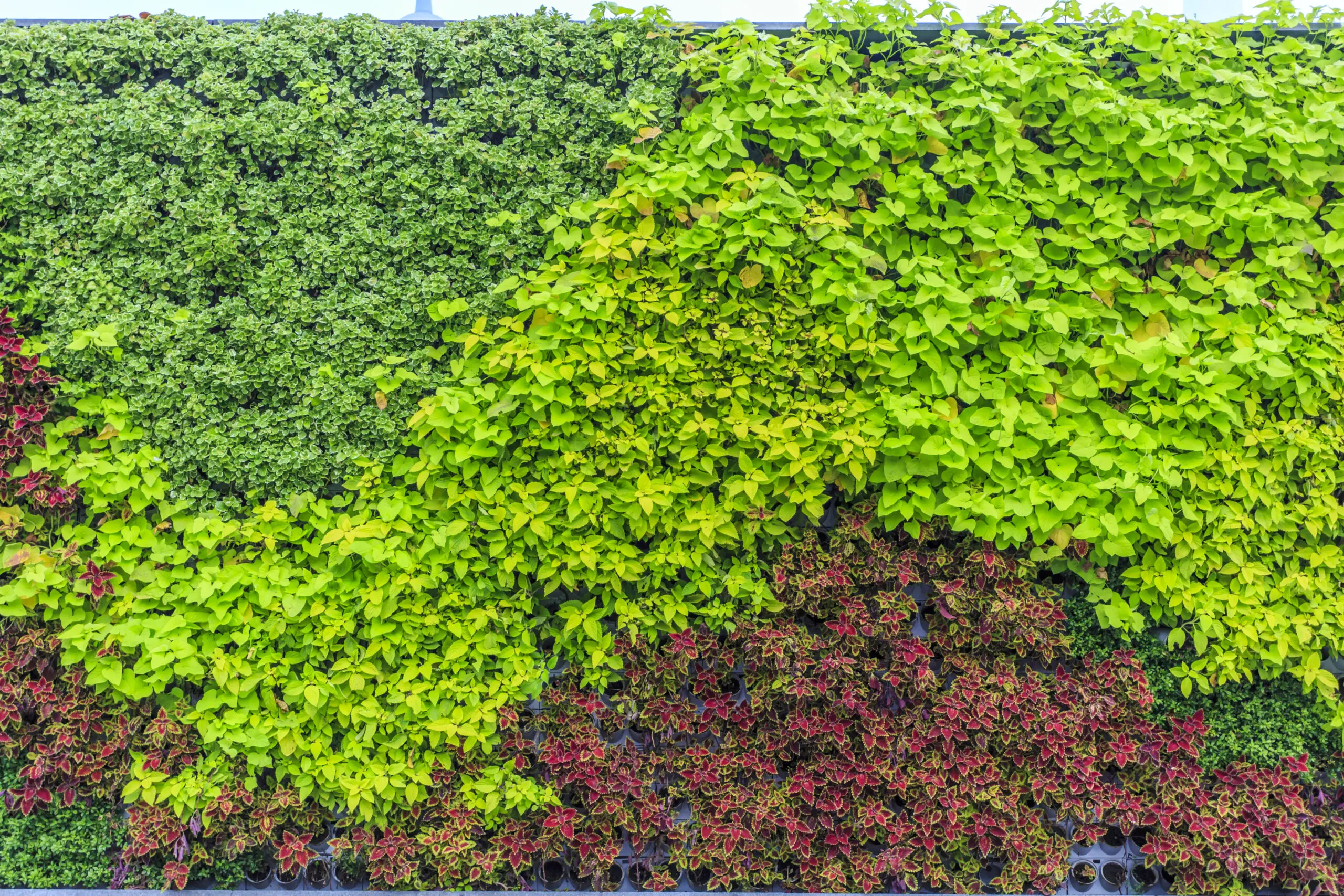 Planta de cobertura