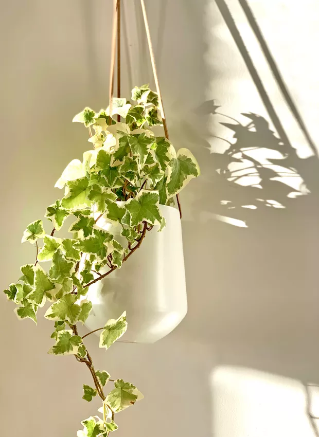 Hera Planta