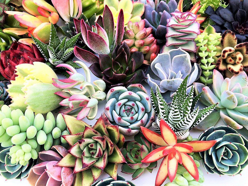 Cactos e suculentas