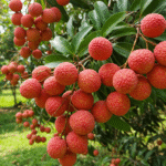 Árvore de lichia cheia de frutos vermelhos maduros em jardim tropical