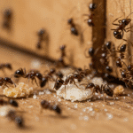 Formigas pequenas andando sobre superfície de armário