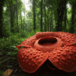 Rafflesia arnoldii – A Gigante Fedorenta da Floresta
