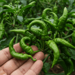 Pimenta-de-cheiro brilhando entre as folhas