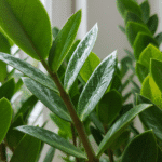 Folhas bonitas e brilhantes de zamioculca
