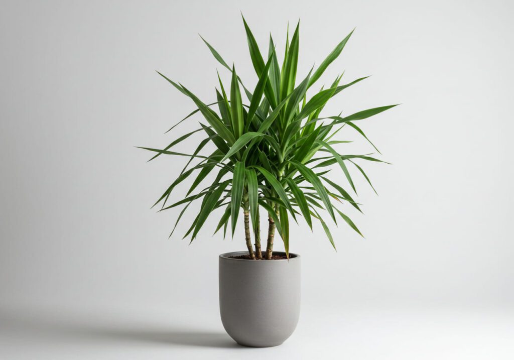 dracena-de-madagascar