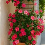 a Dipladenia, também conhecida como Mandevilla ou “Jasmim-brasileiro”