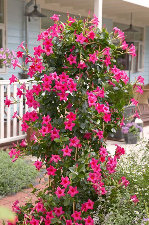 a Dipladenia, também conhecida como Mandevilla ou “Jasmim-brasileiro”
