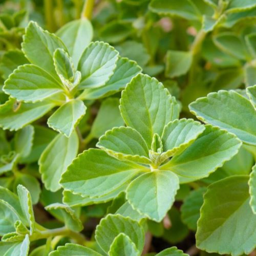 O boldo-do-chile é uma planta com propriedades medicinais.
Imagem - Jovem Pam