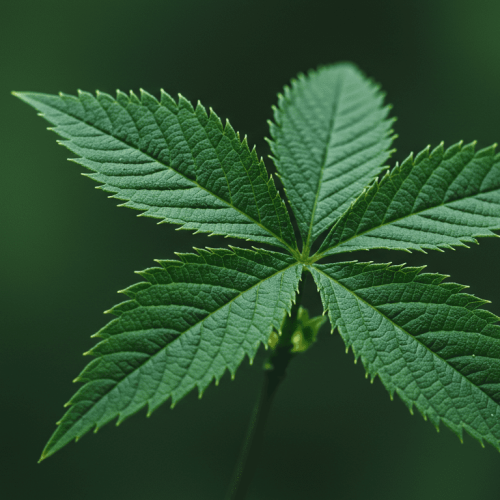 A espinheira-santa é uma planta nativa da Mata Atlântica com alto poder terapêutico.