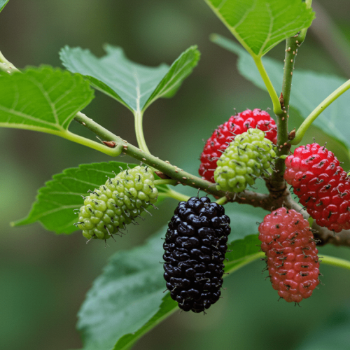 Muda de Amora Miúra cheia de frutos em nivel de amadurecimento diferentes - Amora Medicinal