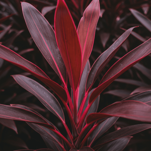 Dracaena Cordyline: A Pena-de-Índio que Tinge o Jardim com Sabedoria e Cor