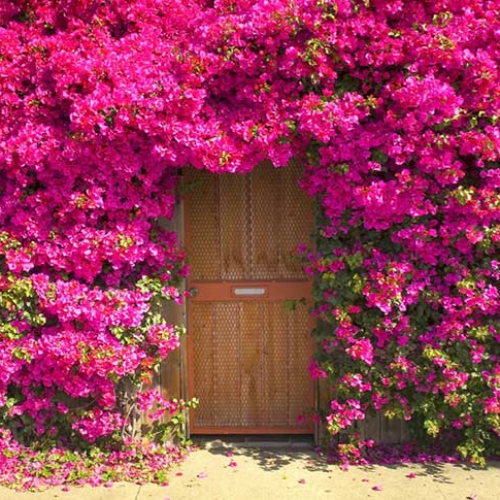 cerca viva com flores