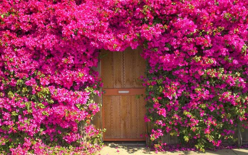 cerca viva com flores