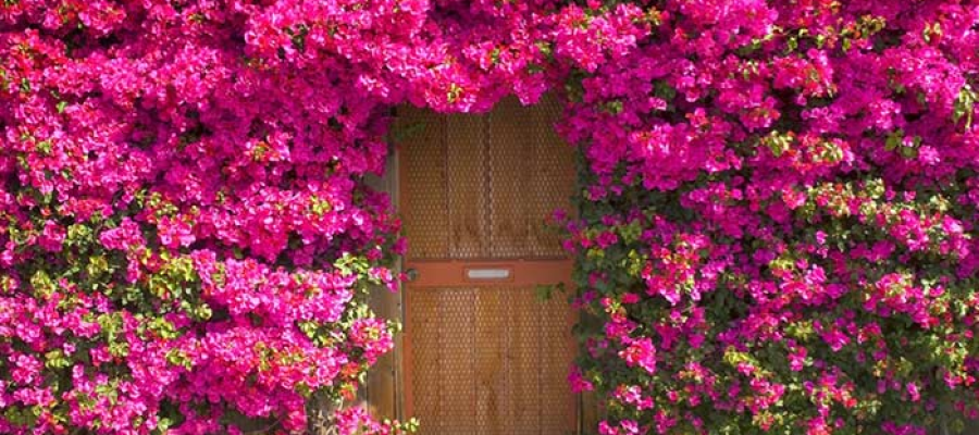 cerca viva com flores