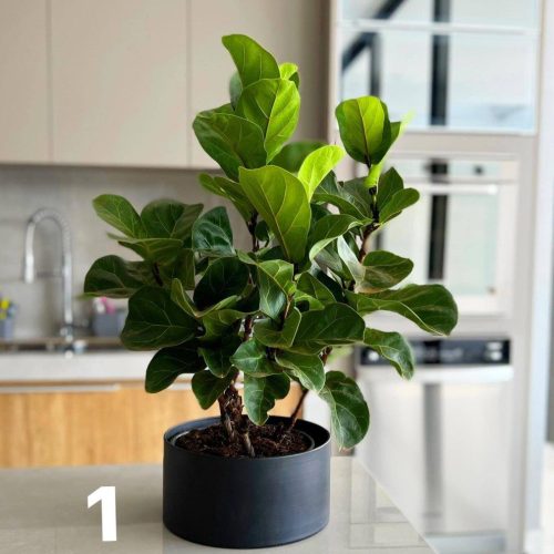 ficus lyrata