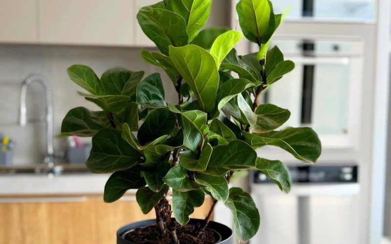 ficus lyrata