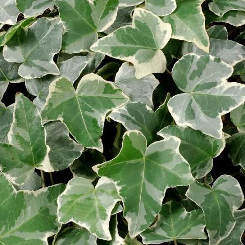 Hera planta