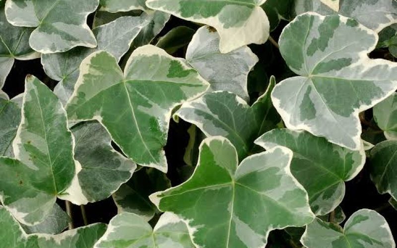 Hera planta