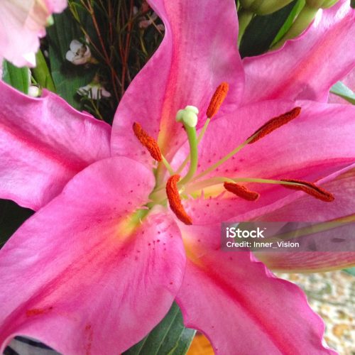 Pink Lily Flower Close Up