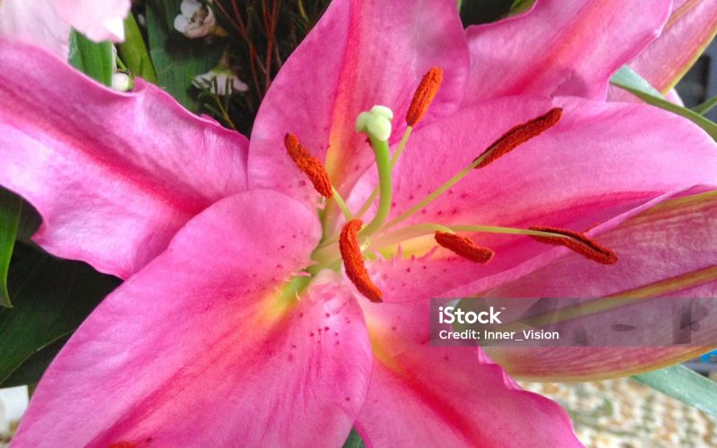 Pink Lily Flower Close Up