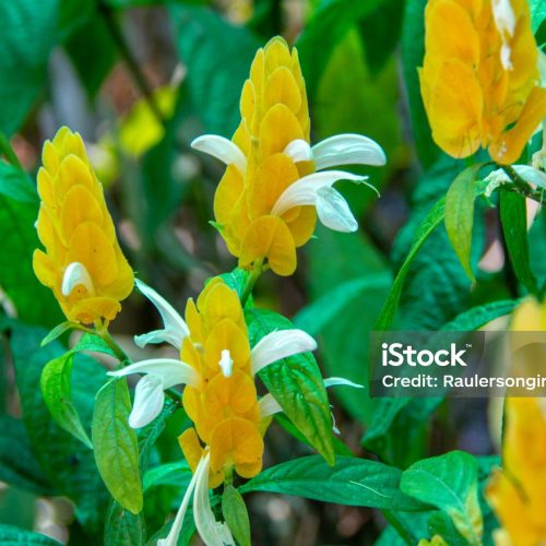A planta camarão amarelo dá um toque vibrante e exótico ao jardim, com flores que lembram pequenos camarões dourados.