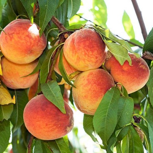 nectarina
Imagem - offstocker