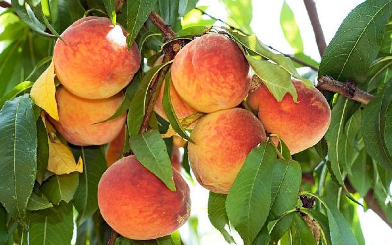 nectarina
Imagem - offstocker