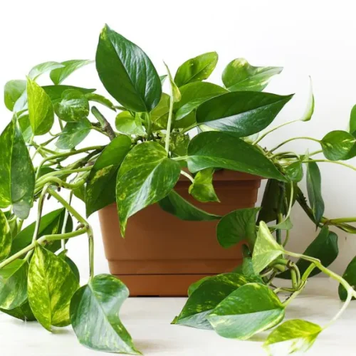 jiboia planta