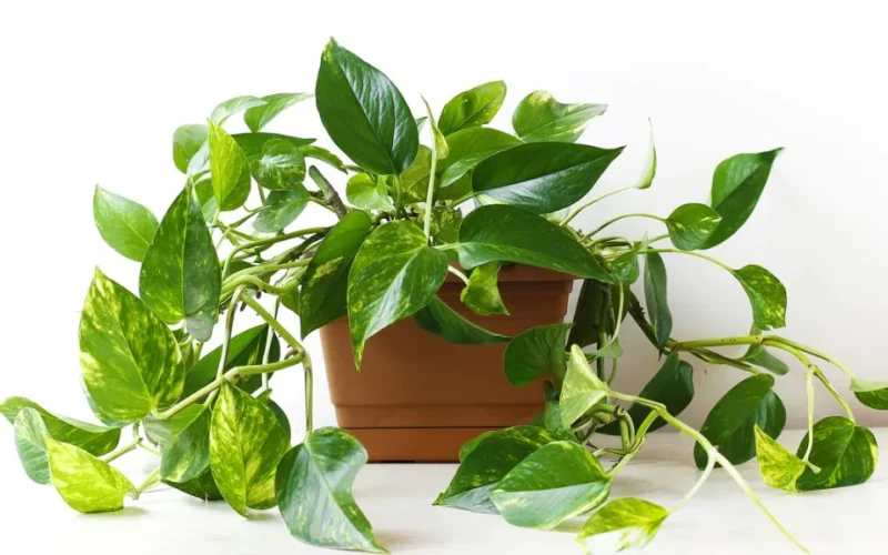 jiboia planta