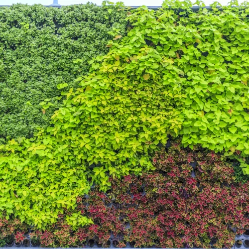 Planta de cobertura