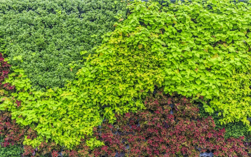 Planta de cobertura