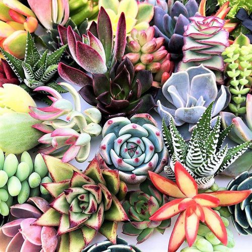 Cactos e suculentas